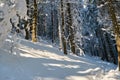 Bright winter landscape with pine trees covered with fresh fallen snow in mountain forest on cold wintry day Royalty Free Stock Photo