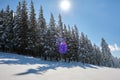 Bright winter landscape with pine trees covered with fresh fallen snow in mountain forest on cold wintry day Royalty Free Stock Photo