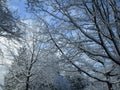 Bright winter pure white snow on tree branches scene in Metro Vancouver