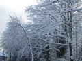 Bright winter pure white snow on tree branches scene in Metro Vancouver