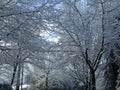 Bright winter pure white snow on tree branches scene in Metro Vancouver
