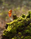 Single bramble shoot, on Tamarisk moss covered tree stump.