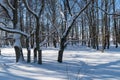 Bright winterland in a forest