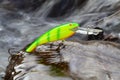 Bright wobbler lying on a stone Royalty Free Stock Photo