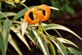 Bright wonderful orange tiger lily on the background of the garden close-up. Royalty Free Stock Photo