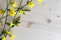 Bright wooden background decorated with yellow flowers and green twigs
