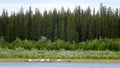 The bright Yakut herd horses is eating the grass along the shore North of the Vilyui river.