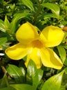 The bright yellow Alamanda flower blooms beautifully
