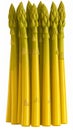 Bright Yellow Asparagus Stalks on White Background Royalty Free Stock Photo