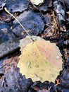 Bright yellow with hint of red aspen alder fallen leaf with rain drops on it laying on the old wet dead brown gray leaves