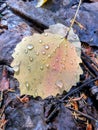 Bright yellow with hint of red aspen alder fallen leaf with rain drops on it laying on the old wet dead brown gray leaves Royalty Free Stock Photo