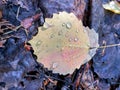 Bright yellow with hint of red aspen alder fallen leaf with rain drops on it laying on the old wet dead brown gray leaves Royalty Free Stock Photo