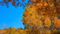 Bright yellow Aspen trees in autumn time Royalty Free Stock Photo