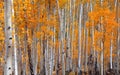 Bright yellow Aspen trees in peak autumn time Royalty Free Stock Photo