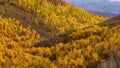 Bright yellow Aspen trees on the slopes of Wasatch mountains in Utah Royalty Free Stock Photo