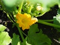 Bright yellow attractive blossom flower petals of edible zucchini variety squash gourd growing in commercial rows in an organic