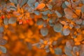 Bright yellow autumn barberry bushes