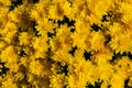 Bright yellow autumn chrysanthemums flowers. Floral background. Lush flowering Royalty Free Stock Photo