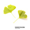 Bright yellow autumn Ginkgo leaves isolated on white Royalty Free Stock Photo