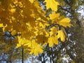 bright yellow autumn leaves on a clear day, Moscow Royalty Free Stock Photo
