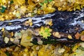 Bright yellow autumn leaves on an old birch log in a forest glade in the fall. The beauty of autumn nature. Royalty Free Stock Photo