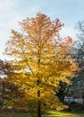 Bright Yellow Autumn Leaves on Sweet Gum Tree (Liquidambar styraciflua \'Variegata) Growing in Acton park Royalty Free Stock Photo