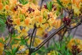 Yellow azalea flowers against the background of green leaves