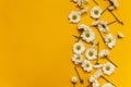 Bright yellow background with chamomile. Floral backdrop. Top view. Perfect for presentations, web design