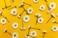 Bright yellow background with chamomile. Pattern of daisies. Floral backdrop. Top view. Minimalism concept