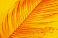 Bright yellow background with palm branch close up, tropical heat concept Royalty Free Stock Photo