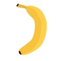 Bright yellow banana isolated icon. Fresh tropical fruit for farm market Royalty Free Stock Photo