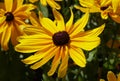 A bright yellow of a beautiful Gloriosa Daisy `Indian Summer` flower at full bloom Royalty Free Stock Photo