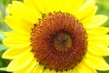 Bright yellow beautiful sunflower with a brown-orange core. Royalty Free Stock Photo