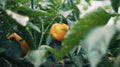 A bright yellow bell pepper nestled a the dark green leaves of its plant thriving in the controlled environment of a