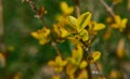 Bright Yellow Berberis thunbergii in macro shot on a meadow