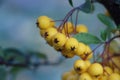Bright yellow berries on a branch Royalty Free Stock Photo
