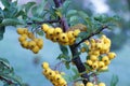 Bright yellow berries on a branch. Pyracanth or firethorn Royalty Free Stock Photo