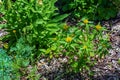 Bright yellow Bidens flowers with its daisy-like blooms on a sunny day. Springtime in the garden