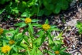 Bright yellow Bidens flowers with its daisy-like blooms on a sunny day. Springtime in the garden