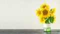 Bright yellow big sunflowers in glass vase on dark table on light texture background. Mockup banner with sunflower bouquet with c Royalty Free Stock Photo