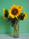 Bright yellow big sunflowers in glass vase on dark table on light texture background. Royalty Free Stock Photo