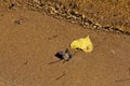 Bright Yellow Birch Leaf on Sandy Shoreline Royalty Free Stock Photo