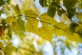 Bright yellow birch leaves on the branches in the autumn park. Autumn bakcround Royalty Free Stock Photo