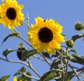 Bright yellow black centered Sunflower (Helianthus annuus)