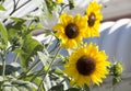 Bright yellow black centered Sunflower (Helianthus annuus) Royalty Free Stock Photo