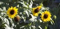 Bright yellow black centered Sunflower (Helianthus annuus)