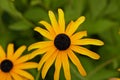 Black eyed Susan Royalty Free Stock Photo