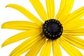 Bright yellow black-eyed-susan flower