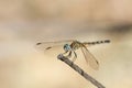 Bright Yellow Dragonfly on a Dry Branch Royalty Free Stock Photo