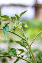 Bright yellow bloomed tomato flowers hanged on the tree with soft bokeh green background in the evening Royalty Free Stock Photo